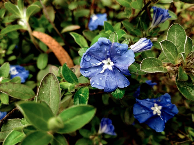 Morning Glory and Aster