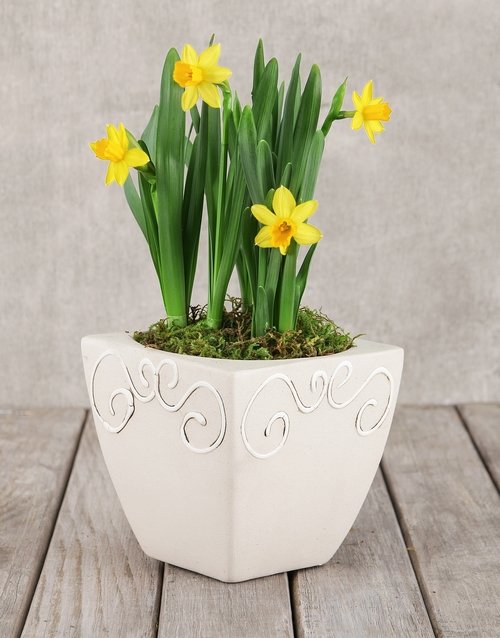 Daffodil Plant in Square Pot