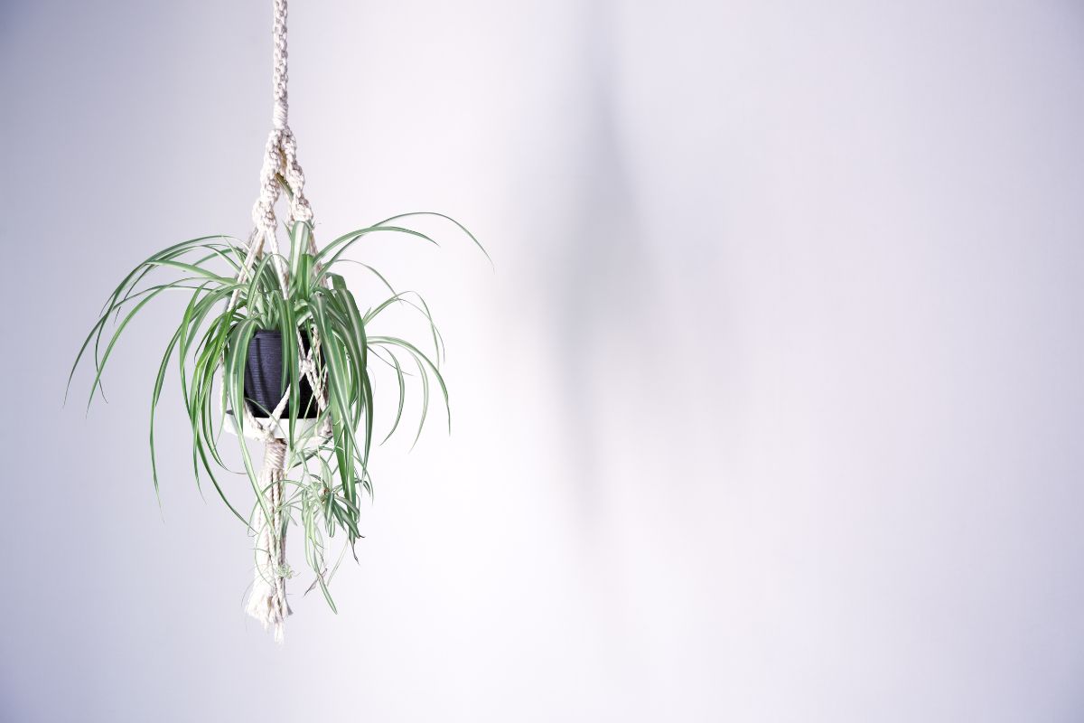 hanging planter