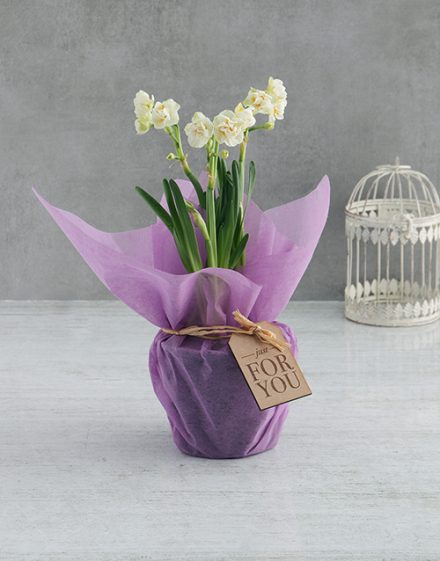 White Daffodil Plants In Lilac Wrapping