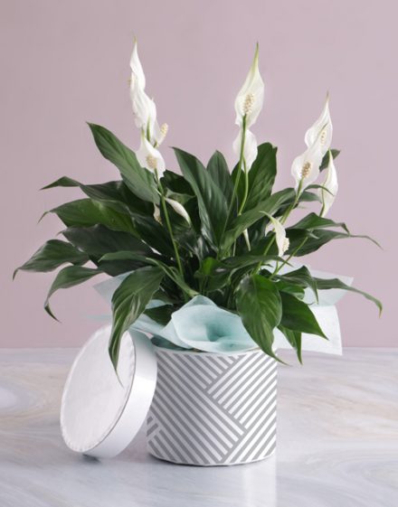 Pretty Lily Plant In Hatbox