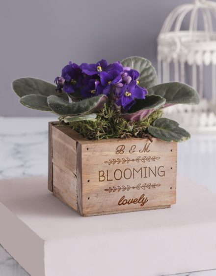 Personalised Blooming Lovely African Violet