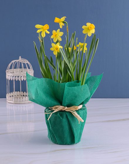 Yellow Daffodil Plants In Green Wrapping