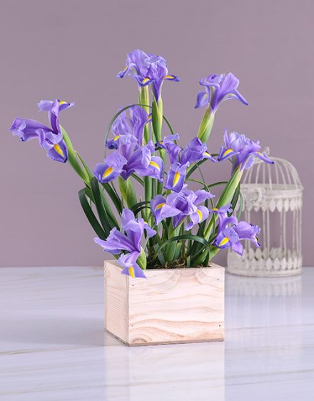 Box of Blue Irises