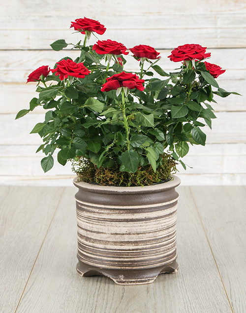 roses Red Rose Bush in Ceramic Pot
