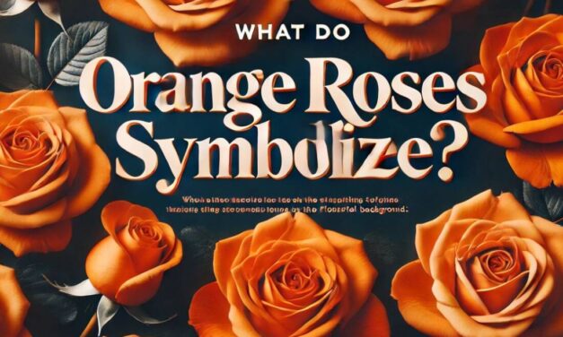 What do orange roses symbolize?