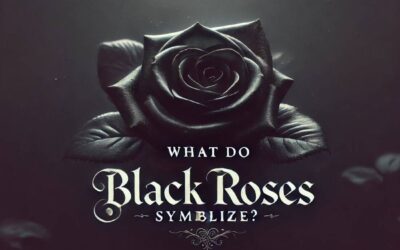 What do black roses symbolize?