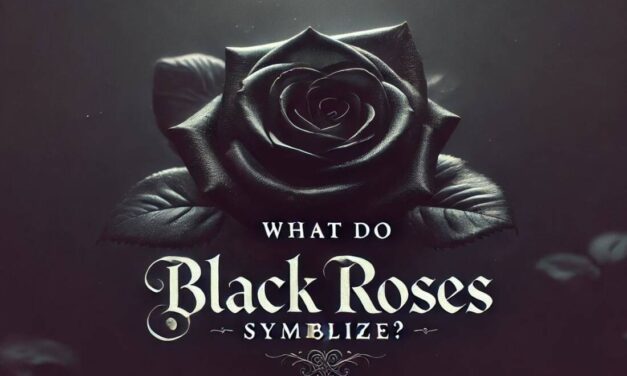 What do black roses symbolize?