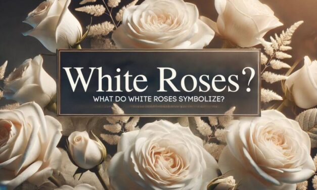 What Do White Roses Symbolize?