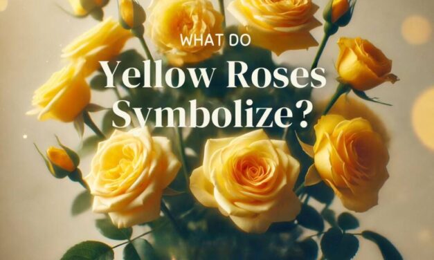 What do Yellow Roses Symbolize?