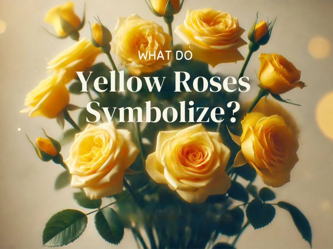 _WHAT DO Yellow Roses Symbolize