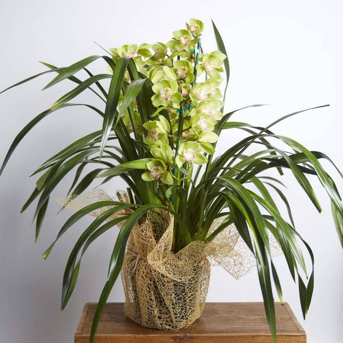 Cymbidium Orchids